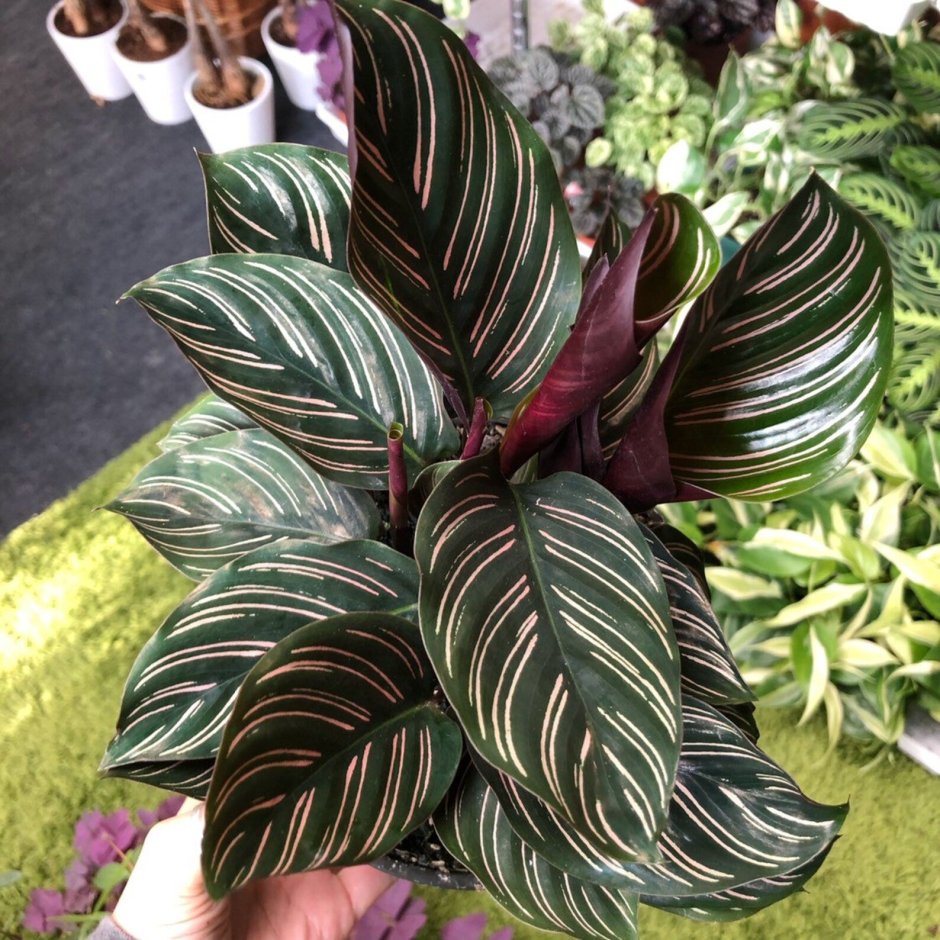 Калатея пинстрайп (Pinstripe Calathea)