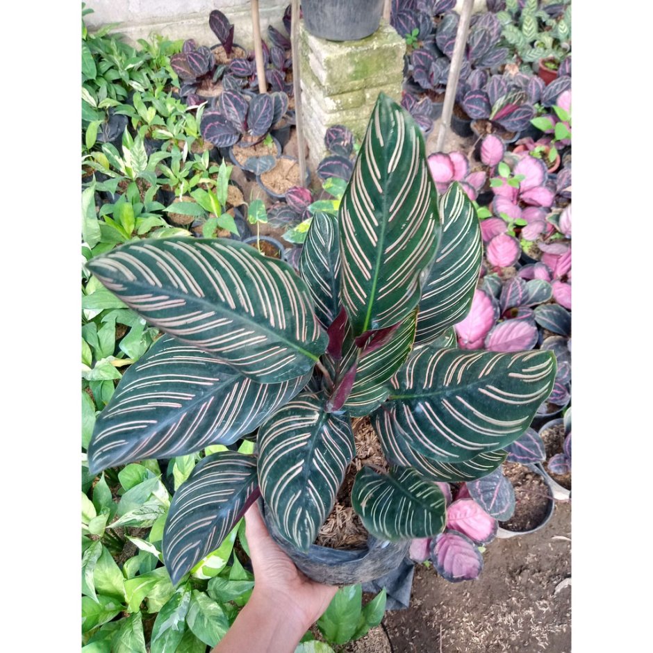 Калатея сандериана Calathea sanderiana