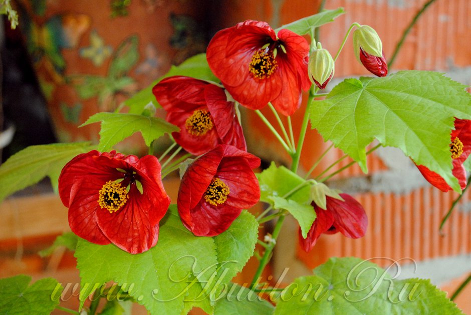 Цветок абутилон гибридный