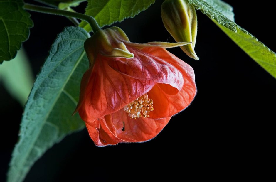 Цветок абутилон гибридный