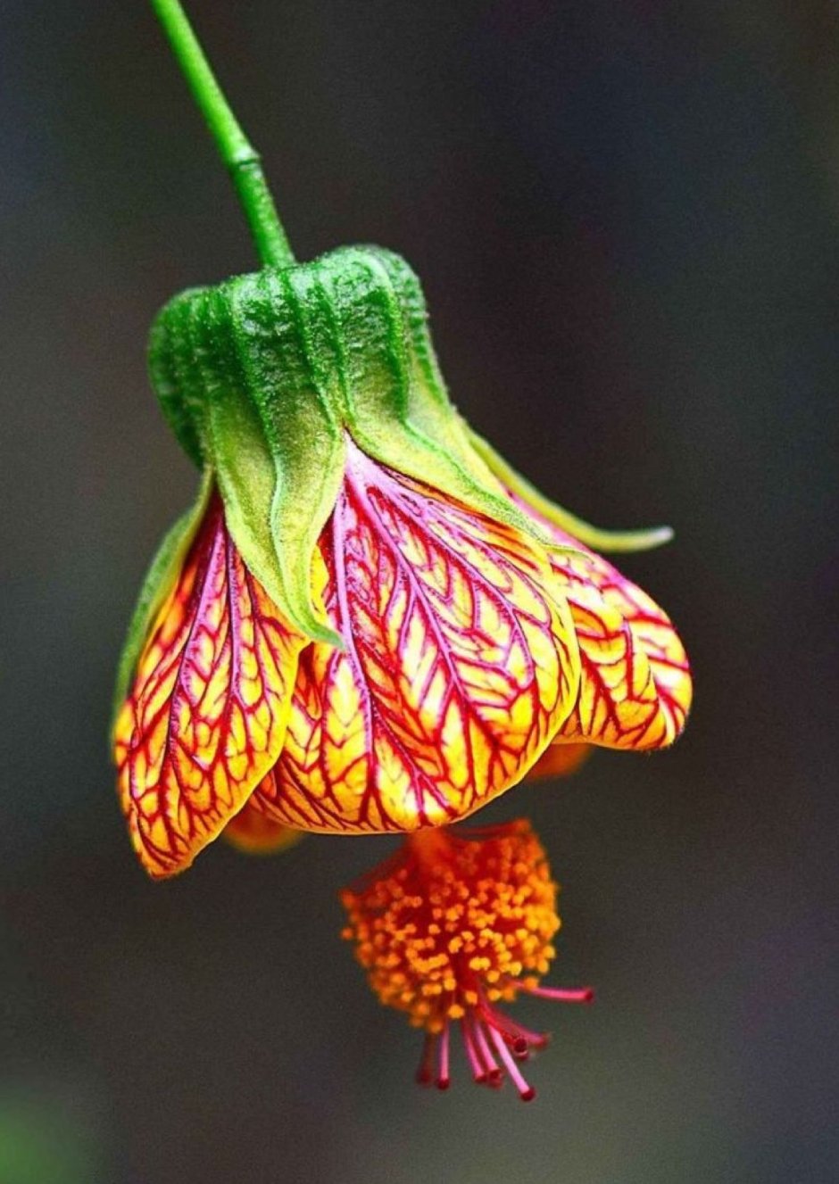 Malvaceae genus Abutilon