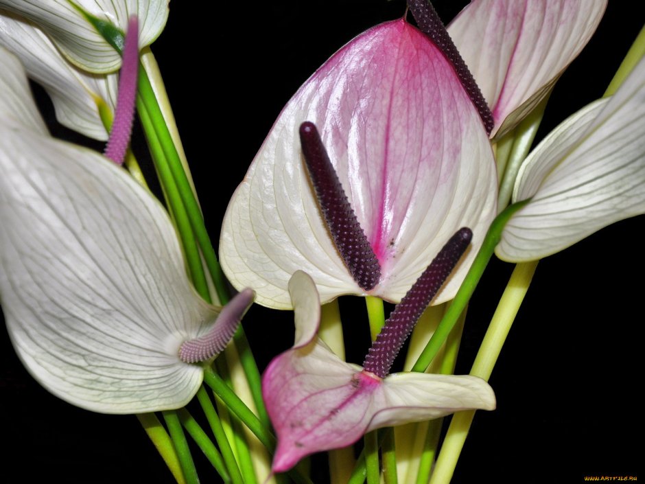 Anthurium corrugatum