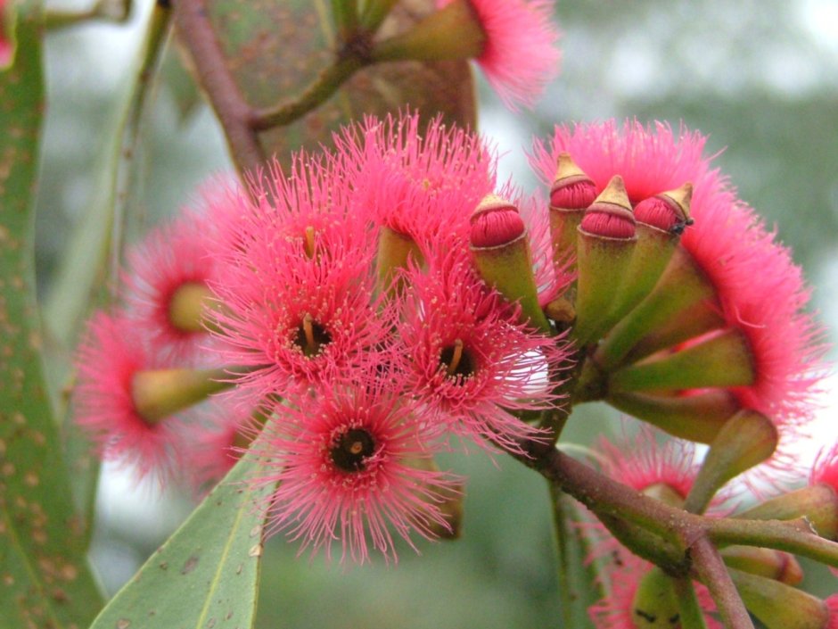 Эндемики Флоры Австралии