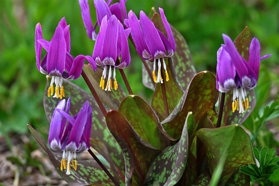 Кандык (Erythronium)