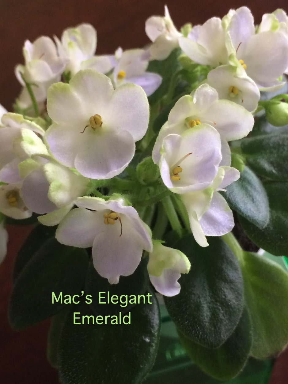 Фиалка Mac s Elegant Emerald
