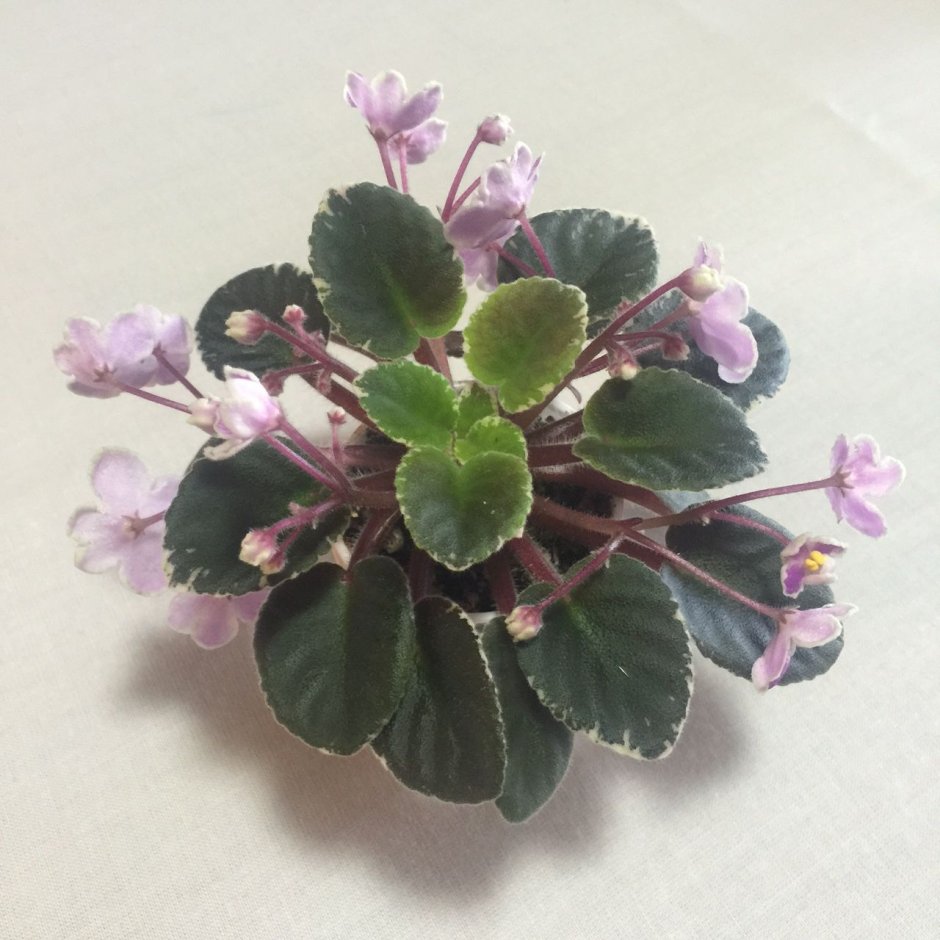 Фиалка Pink African Violet