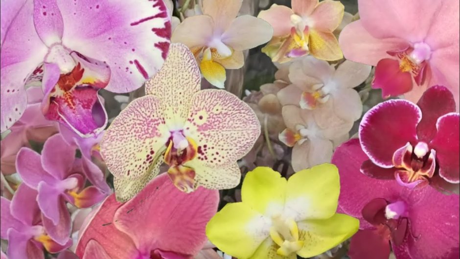 Завоз орхидей во Флоревиль