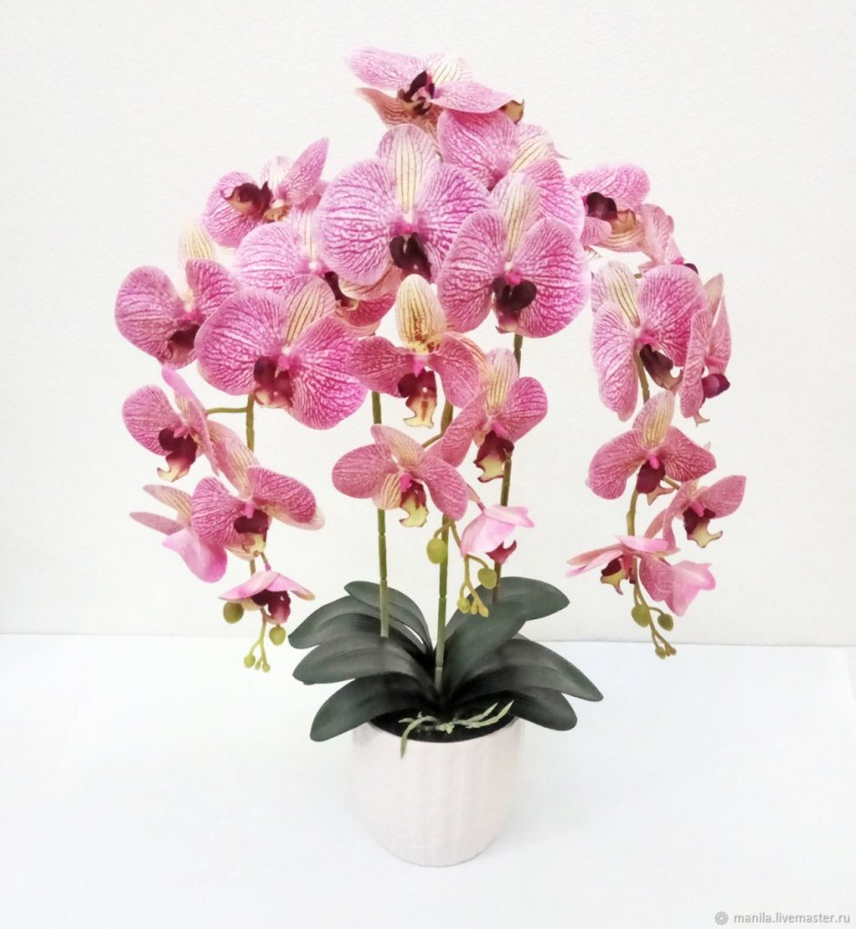 Phalaenopsis 'Anastasia'