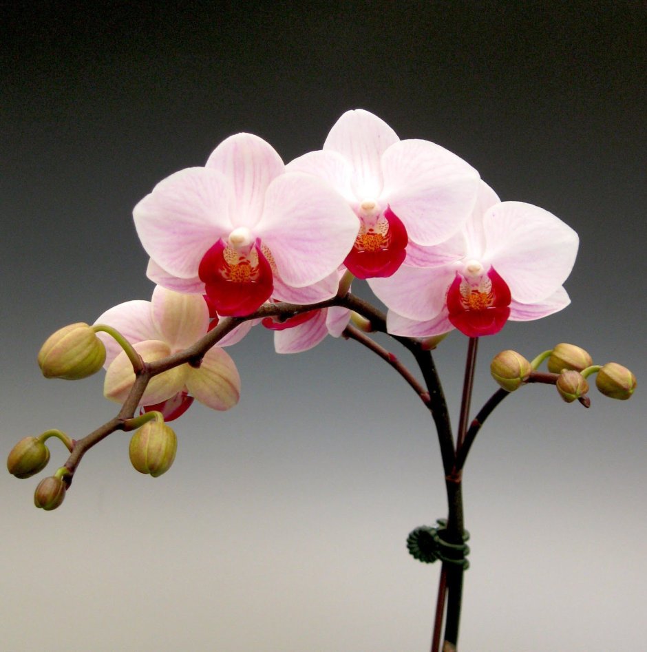 Орхидея Phalaenopsis Piacenza