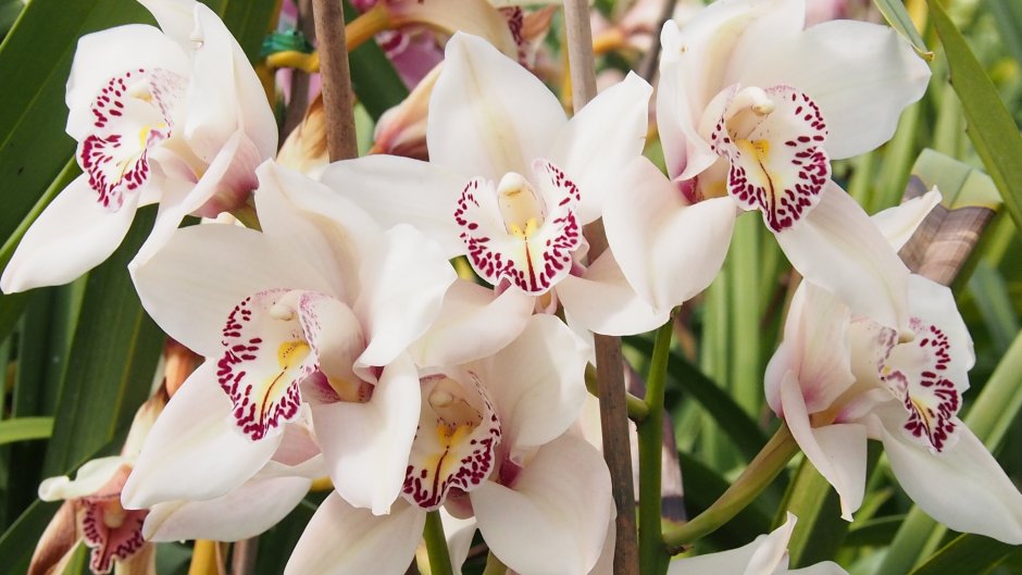 Орхидея саммер Бриз