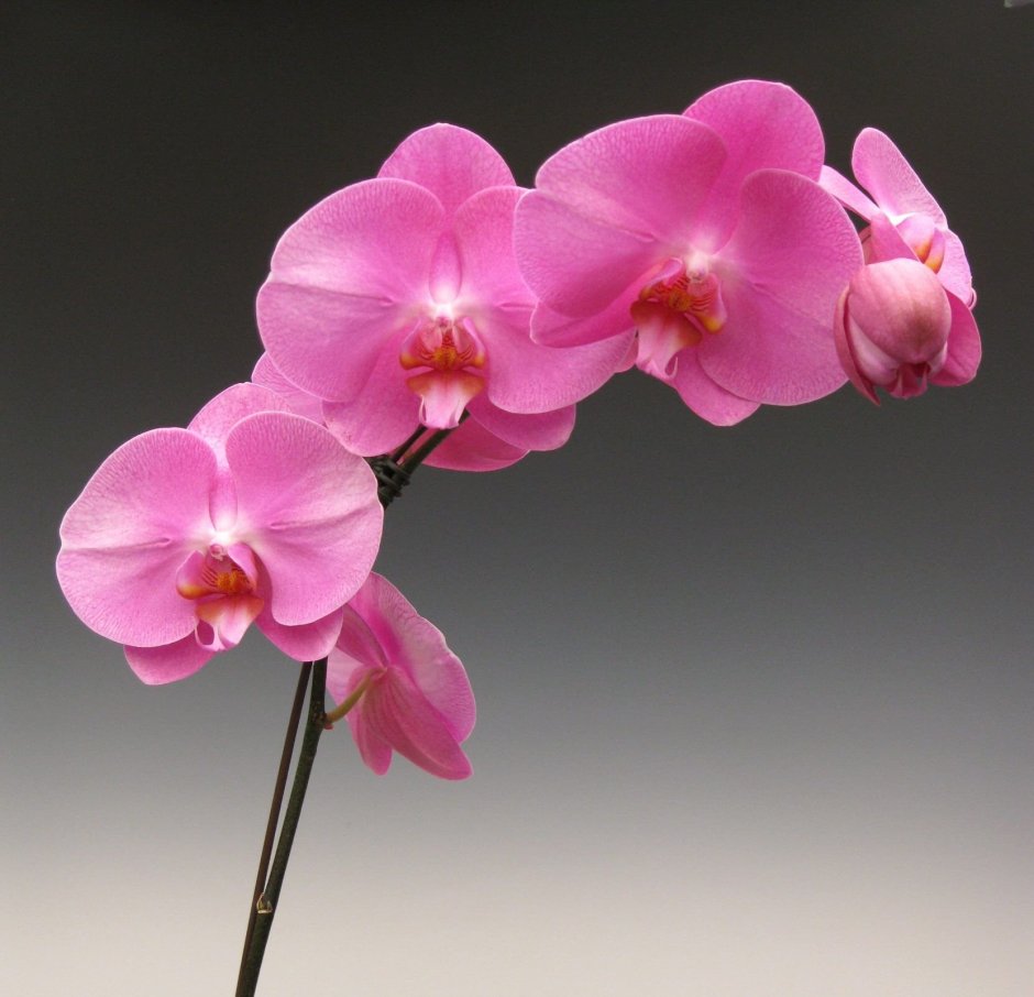 Орхидея фаленопсис Summer Breeze