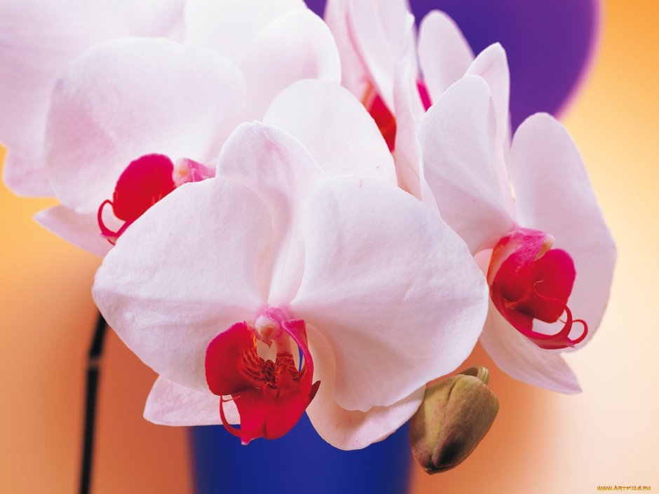 Орхидея Весна