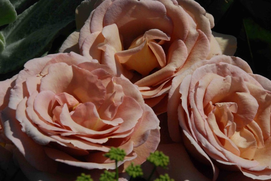 Роза флорибунда (Rosa koko Loko)