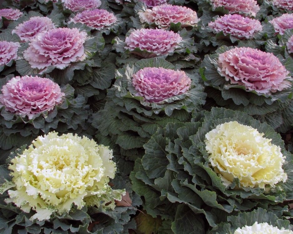 Декоративная капуста Brassica oleracea