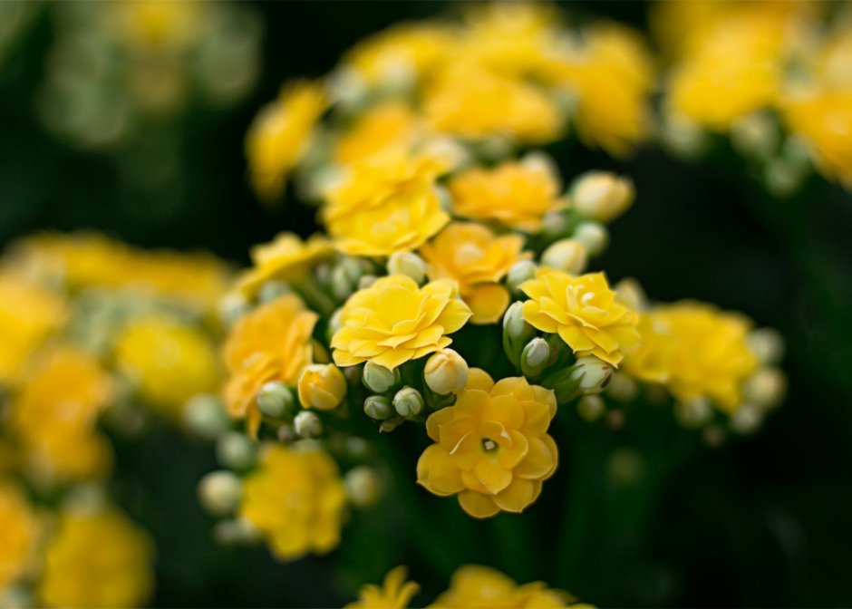 Нежные желтые цветы