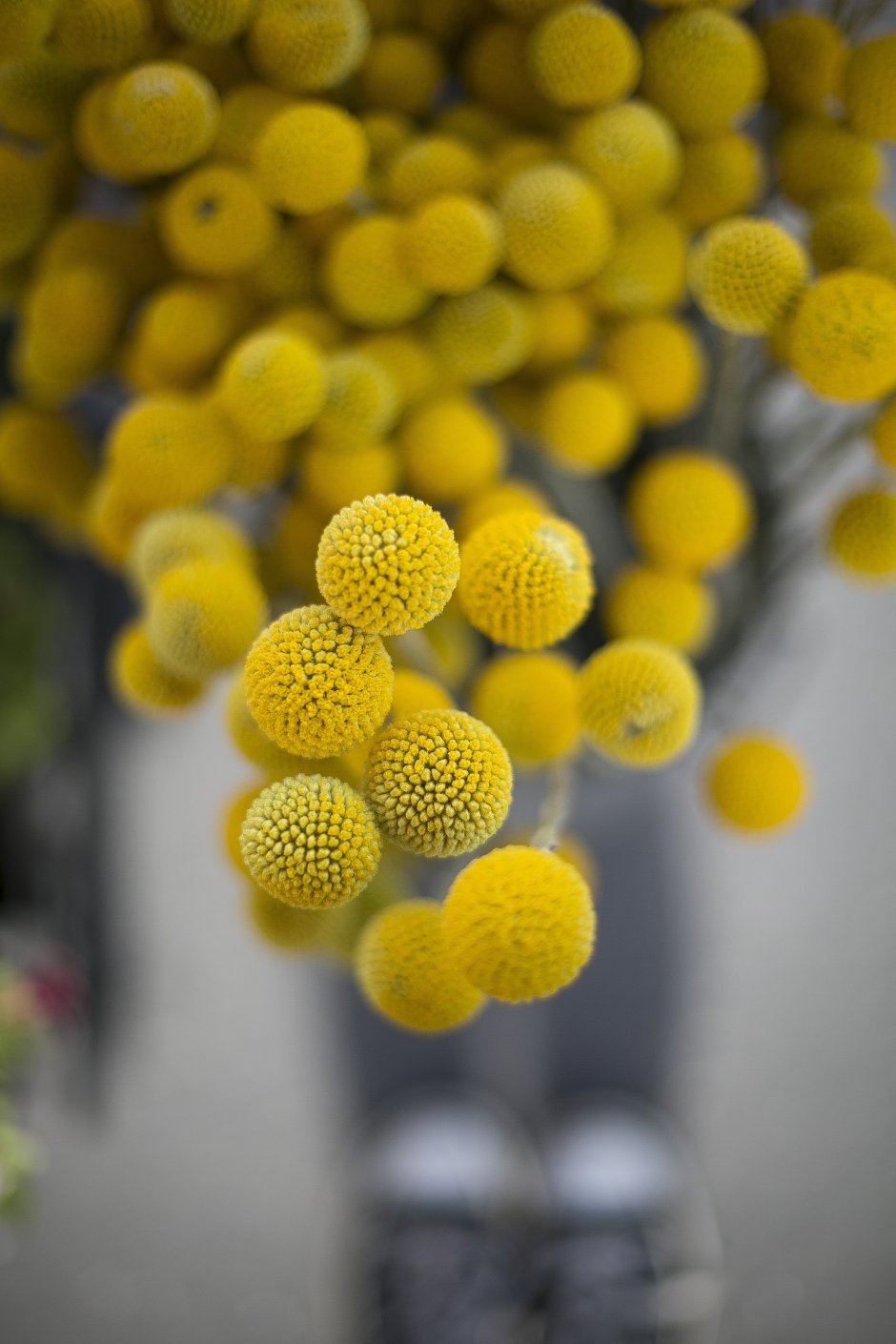 Цветок желтый круглый шарик