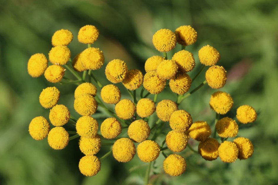 Tanacetum annuum