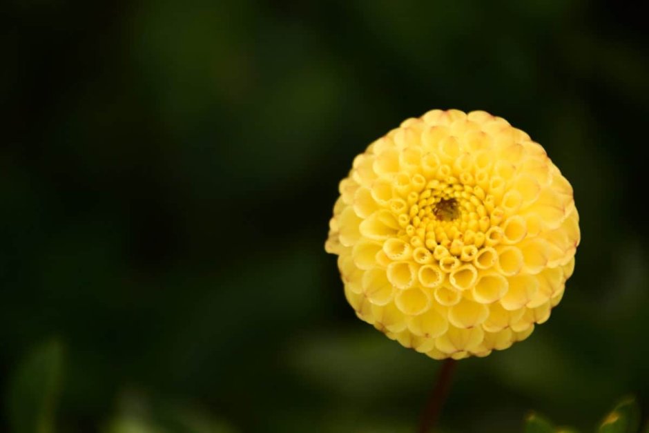 Маргаритка желтая цветок фото