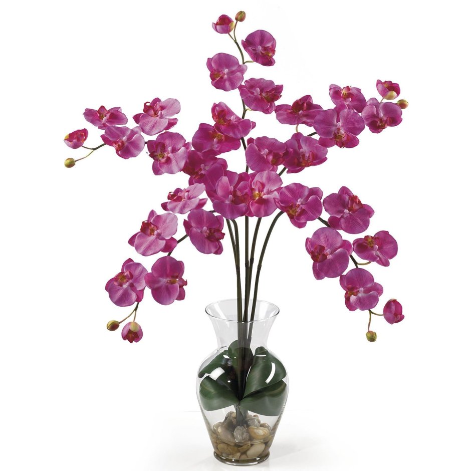Hanni Dark Pink Орхидея