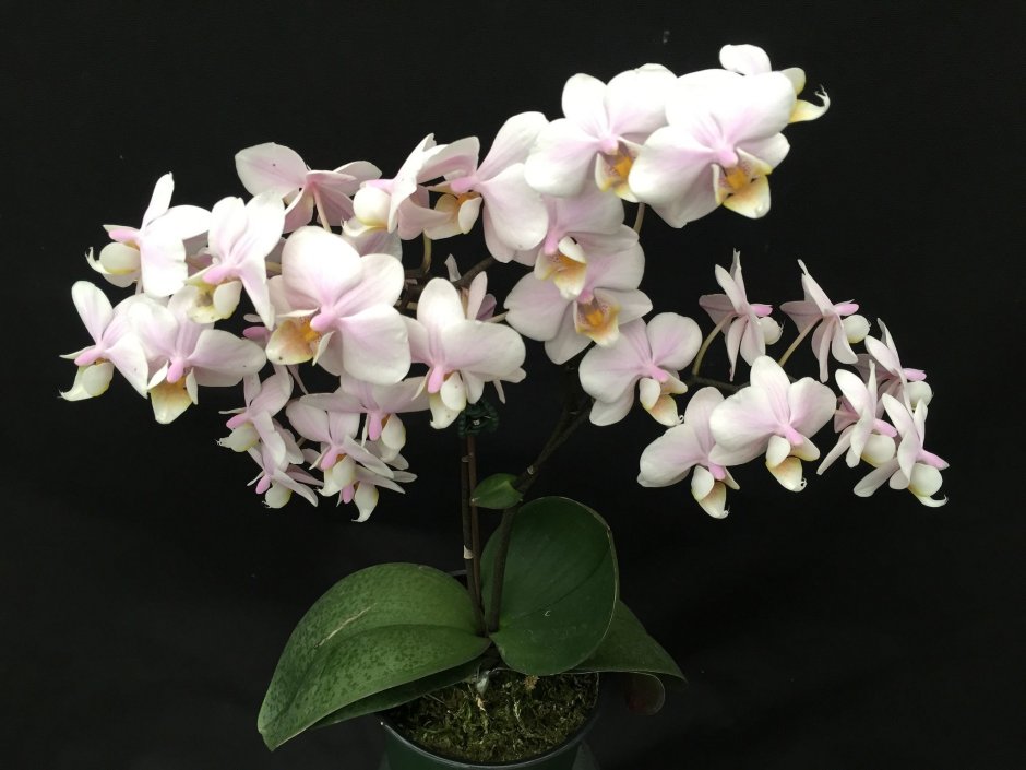 Phal sanderiana Pink