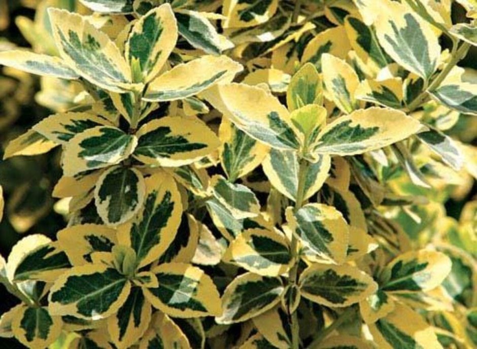 Цветок с желто зелеными листьями