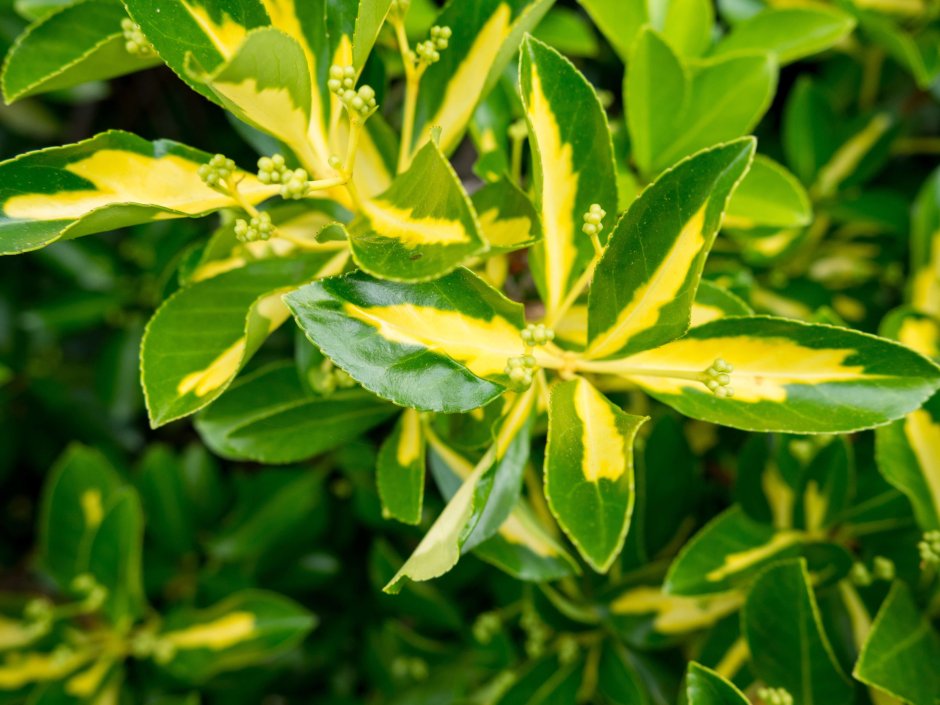 Комнатное растение с желто-зелеными листьями