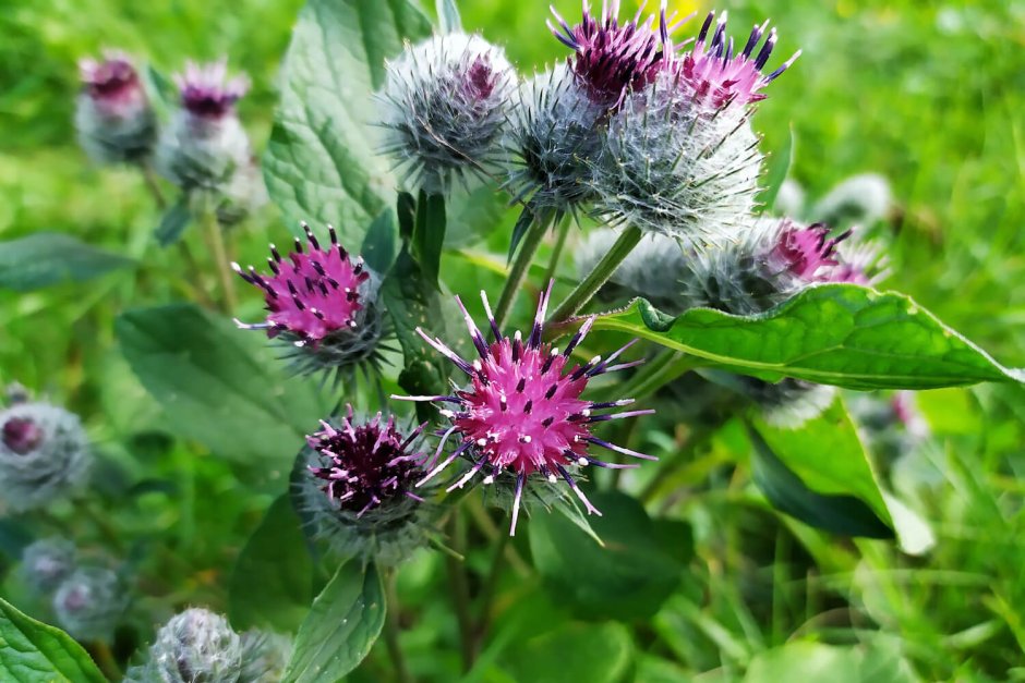 Лопух паутинистый Arctium tomentosum