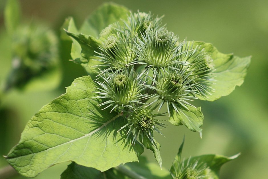 Лопух большой - Arctium Lappa l