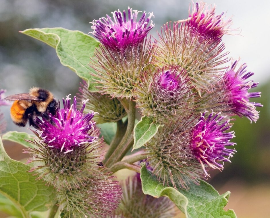 Репейник (Burdock)