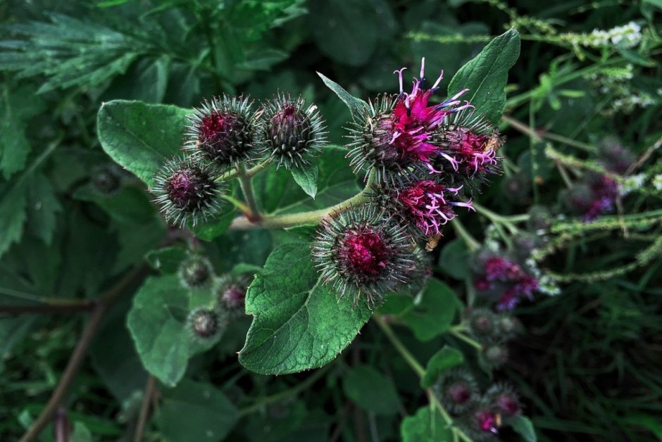 Лопух репейник (лопух большой) - Arctium Lappa лопух войлочный - Arctium tomentosum