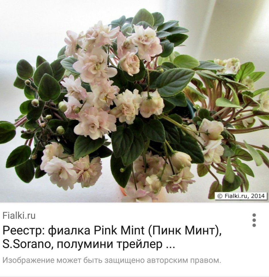 Фиалка Pink Mint s Sorano