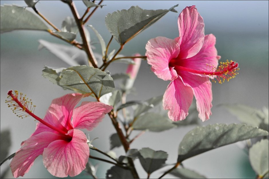 Гибискус Pink Bouquet
