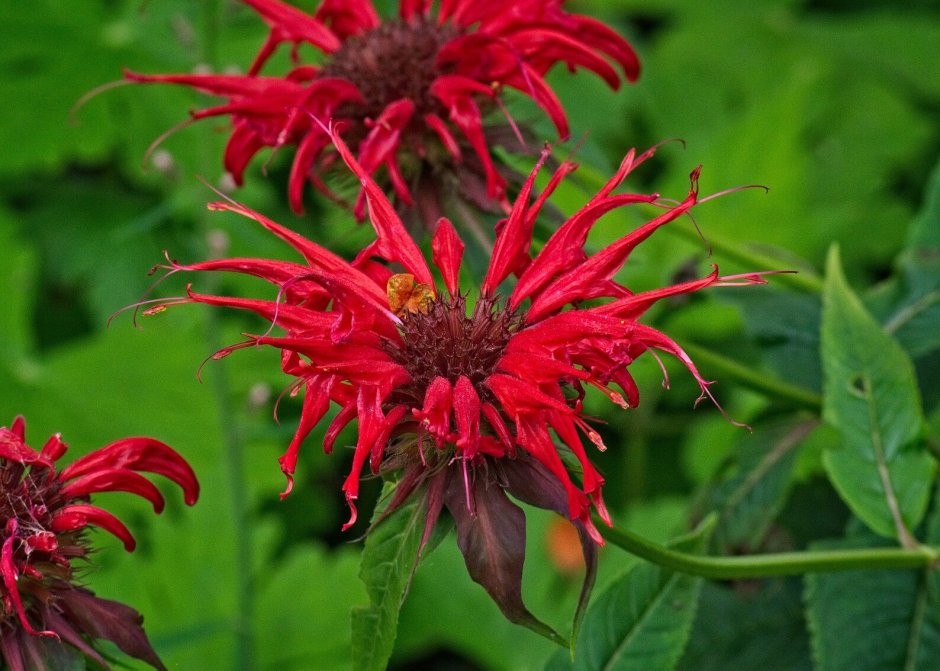 Monarda Didyma