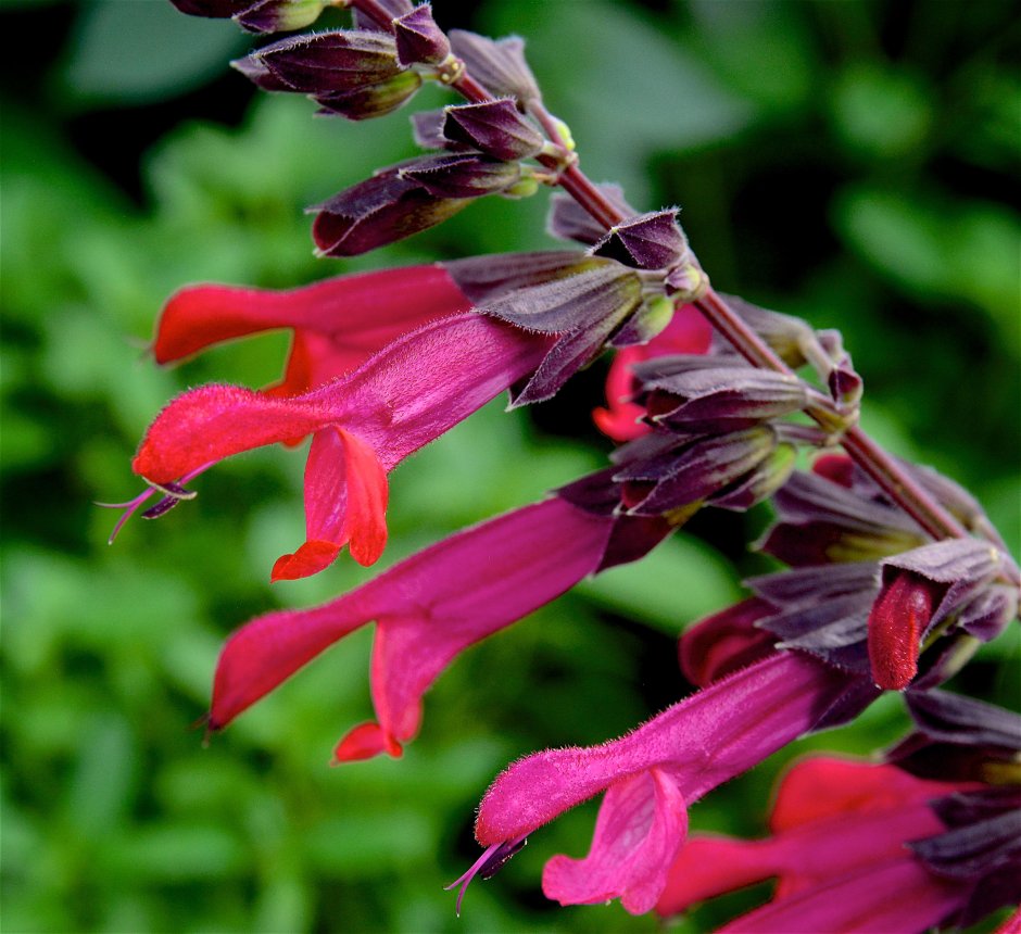 Шалфей Salvia hybrida amante