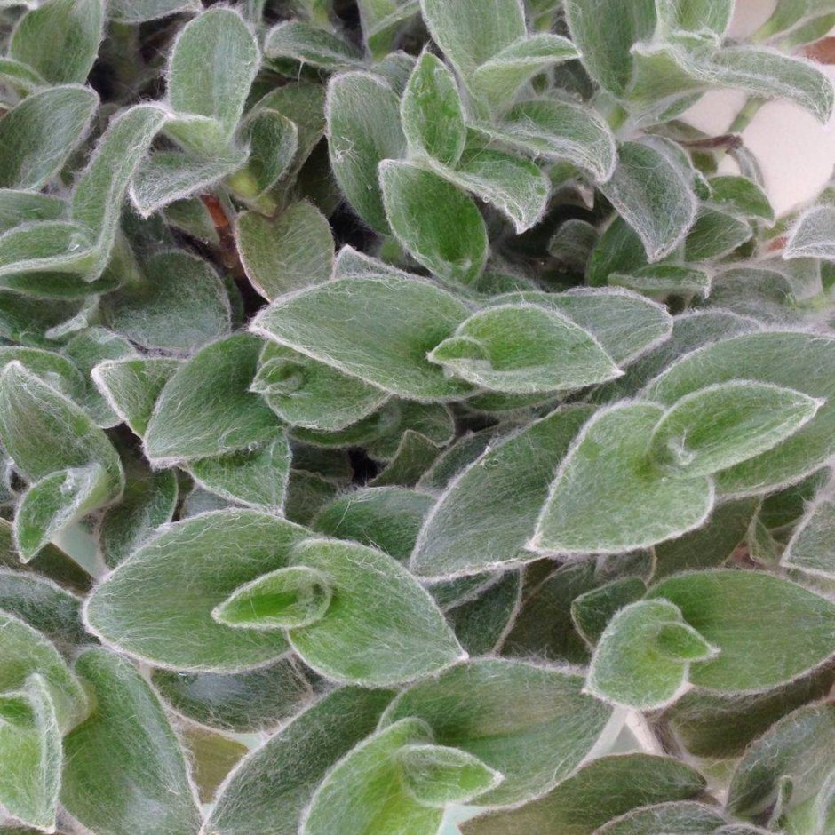 Традесканция "sillamontana variegata"