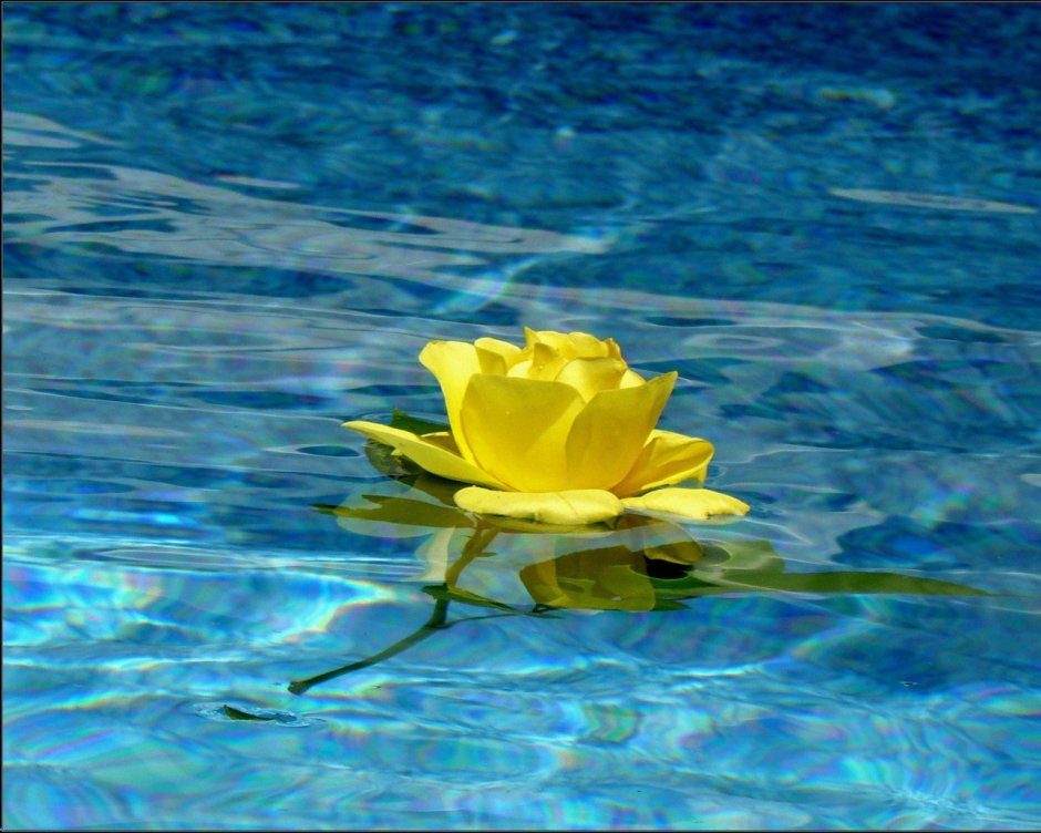 Желтые цветы на воде