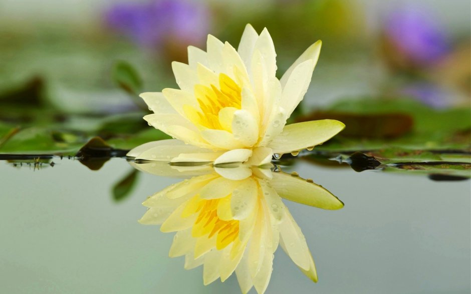 Лотус цветок желтый