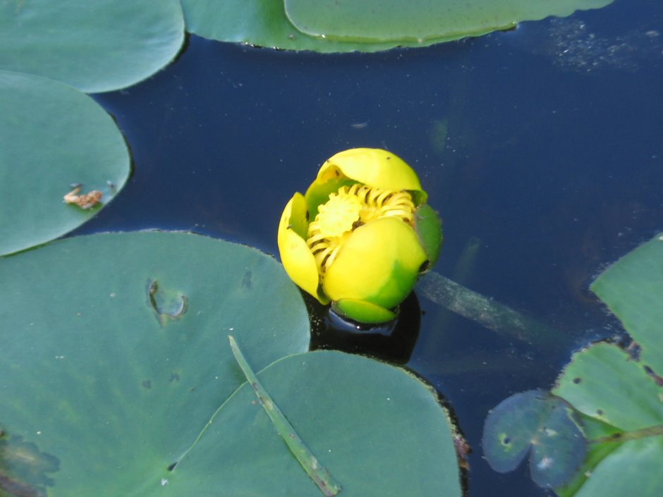 Кубышка желтая — Nuphar lutea (l.) Smith