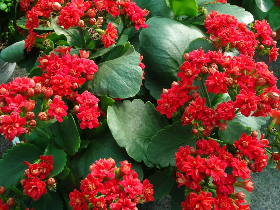 Каланхоэ цветок красный