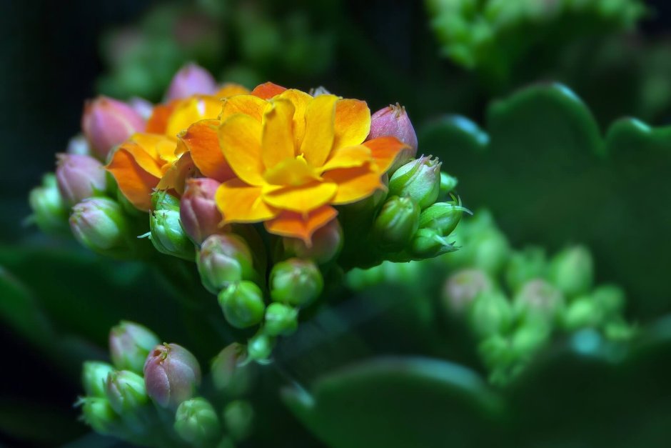 Kalanchoe blossfeldiana