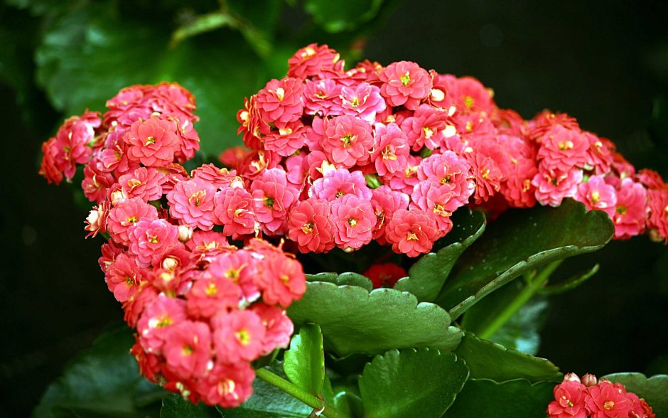 Каланхоэ цветок