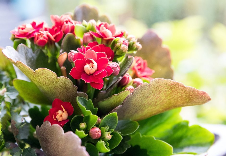 Kalanchoe blossfeldiana