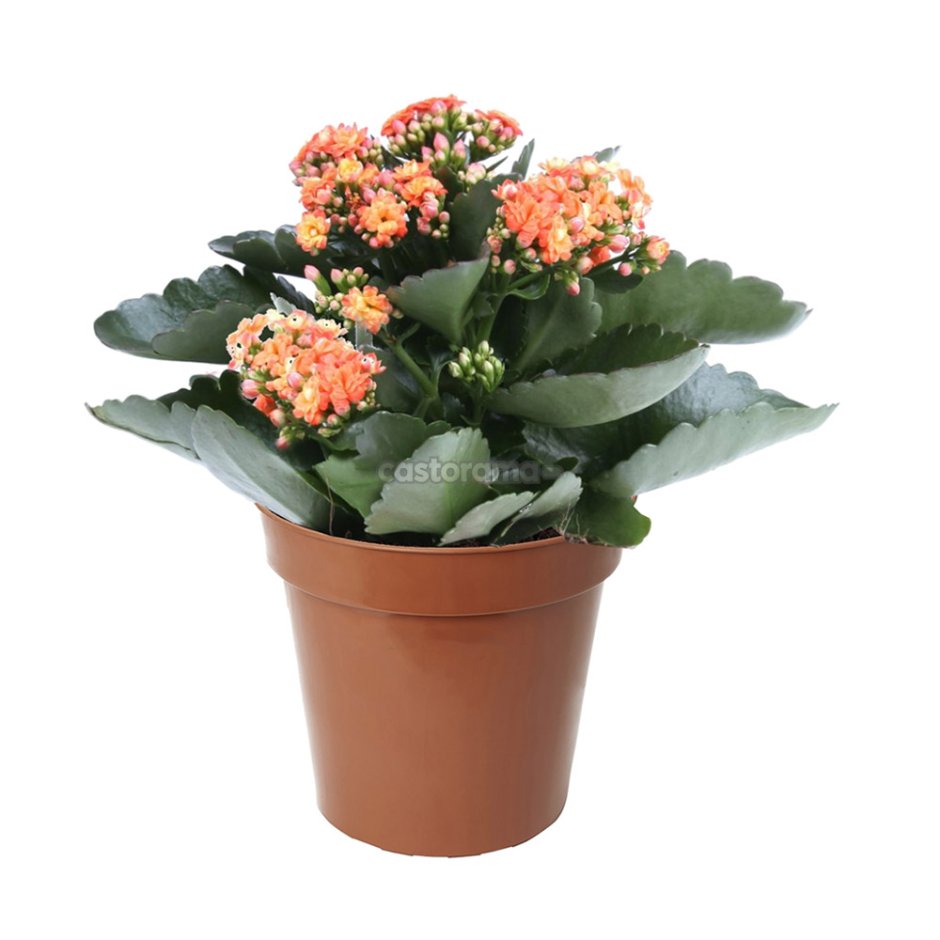 Каланхоэ Вивьен (Kalanchoe Vivien)