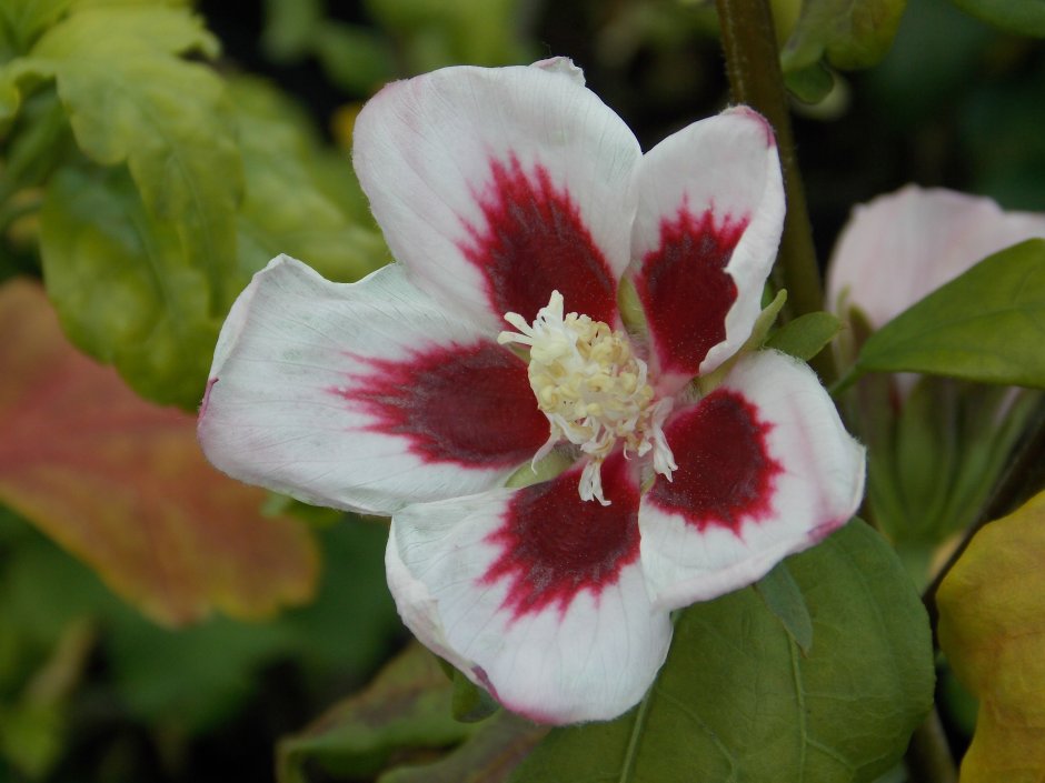 Гибискус Hibiscus Hamabo