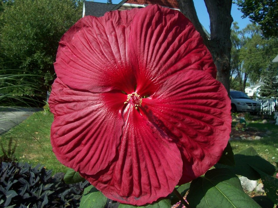 Гибискус Hibiscus Friedman