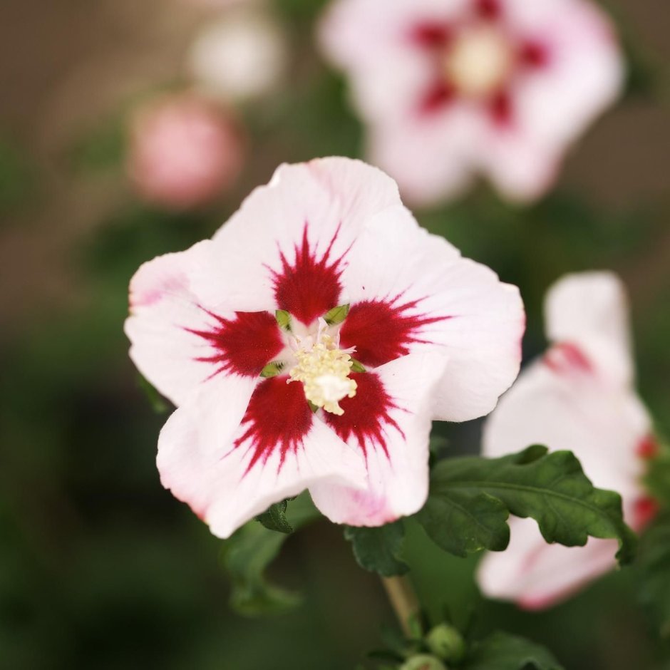 Hibiscus syriacus Hamabo