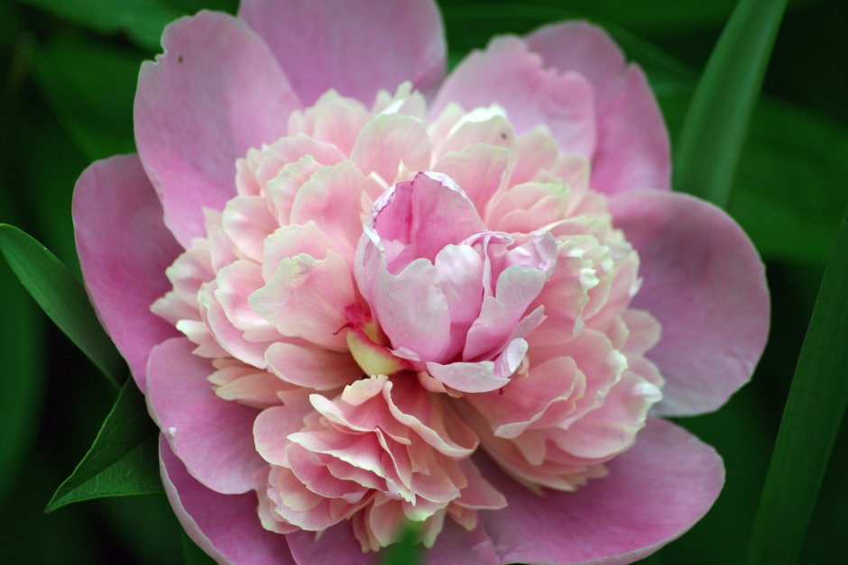 Lotus Bloom пион