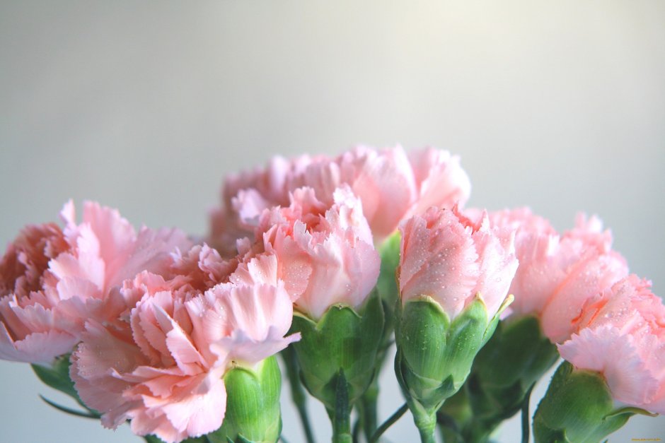 Диантус кустовая нежно розовая