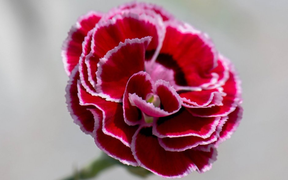 Цветы Clavel Rojo