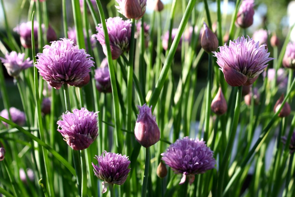 Лук шнитт (Allium schoenoprasum)